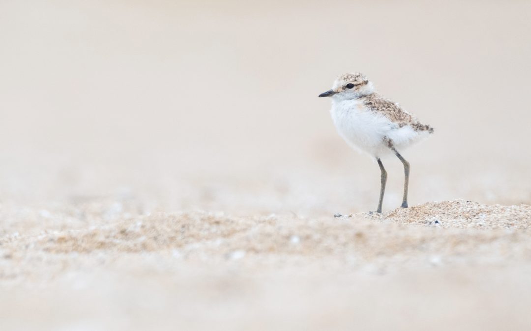 Protecció del corriol camanegre a l’Espai Natural Protegit Platja de Torredembarra i Creixell!