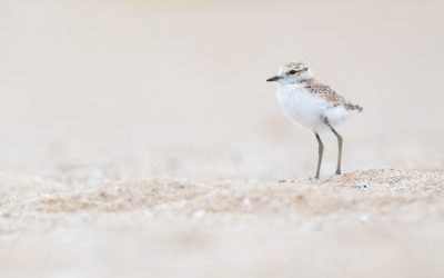 Protecció del corriol camanegre a l’Espai Natural Protegit Platja de Torredembarra i Creixell!
