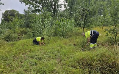 Ribérate: manteniment de plantacions i detecció d’abocaments il·legals