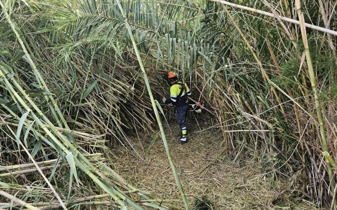 Treballs a l’Espai Natural Protegit Platja de Torredembarra i Creixell