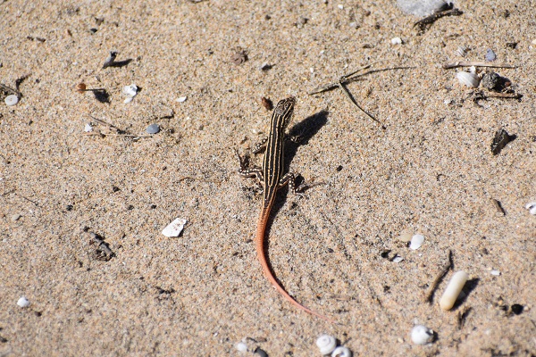 Recuperem el cens de la sargantana cua-roja a l’Espai Natural Protegit Platja de Torredembarra i Creixell