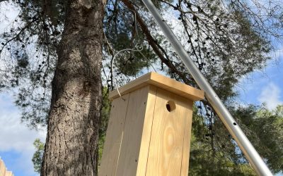 Nova caixa niu i revisió al jardí de l’Associació Aurora
