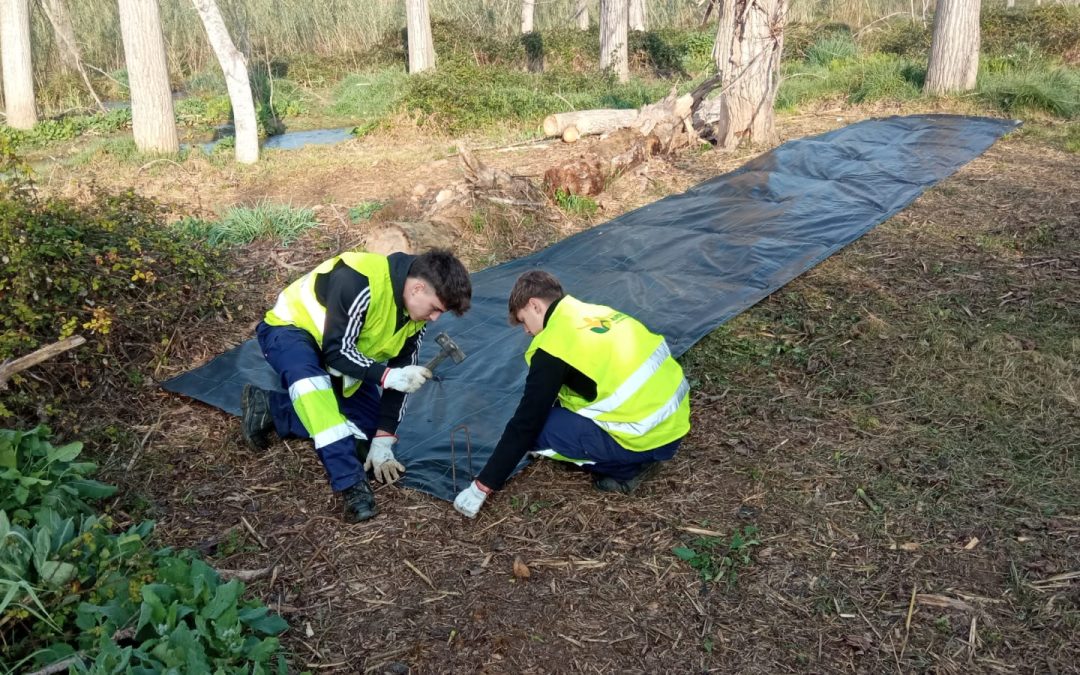 Treballs de conservació del bosc de ribera del riu Francolí a Constantí, amb la Diputació de Tarragona